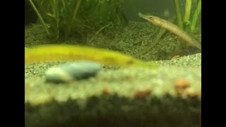 Siyah Çizgili Pipefish-Syngnathus Abaster