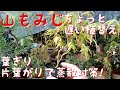 山もみじちょっと遅い植替え　葉ぎり方葉がりで蒸散対策！