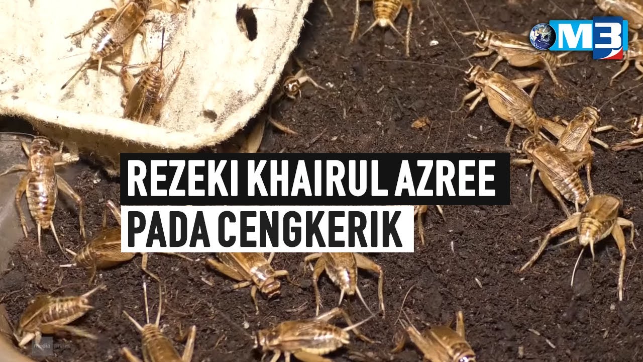 MAJALAH 3 | Rezeki Khairul Azree Pada Cengkerik