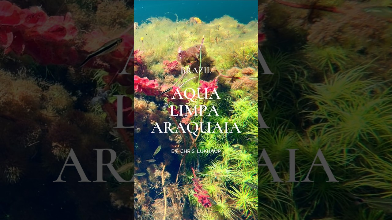 Nature Brazil  💚 #tropicalfish #aquascape #planetaquarium #freshwaterfish #aquarium #fish #fishtank