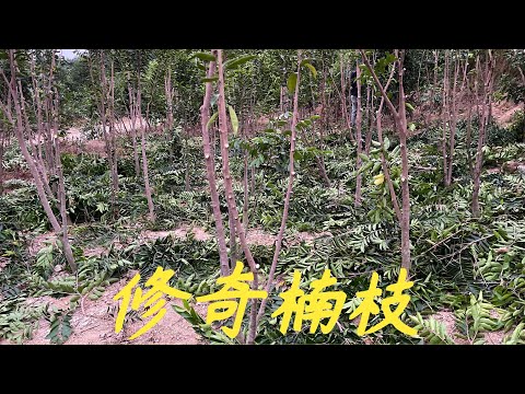 【老林赶野】老林跟大家分享一些奇楠沉香知識，如何修枝跟留多少條枝合適