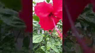 Goodhal Ka Plant Flowers