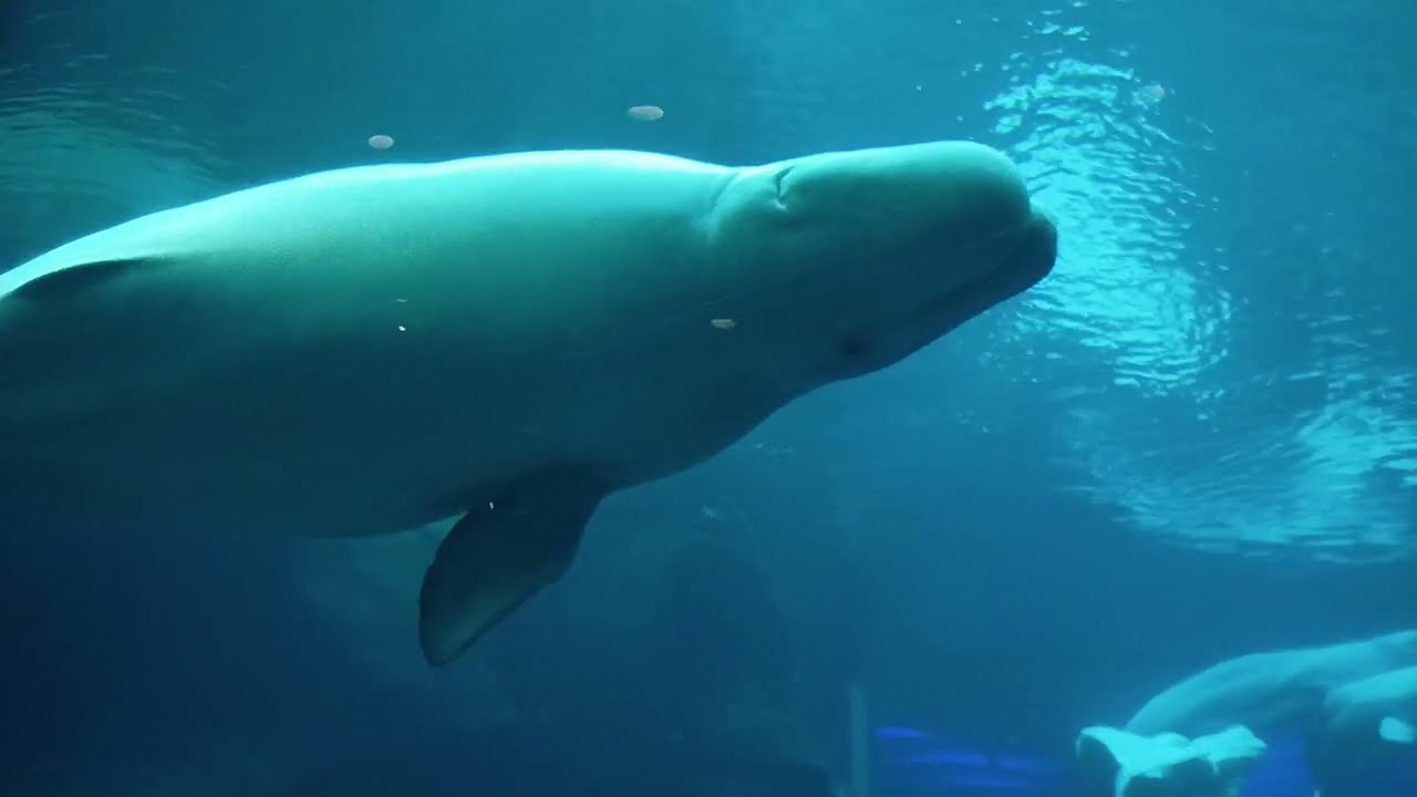 Georgia Aquarium: Cold Water Quest (Part 1)