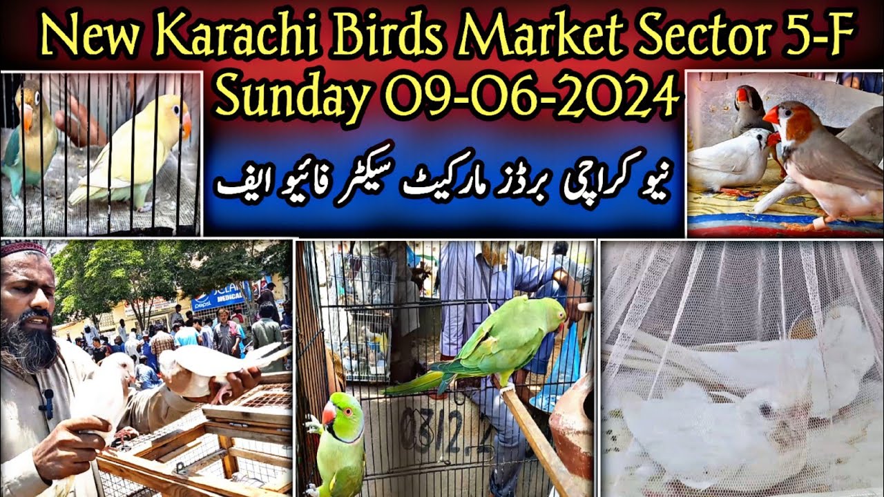 New Karachi Birds Market Sector 5F Sunday 09062024Sunday Bird