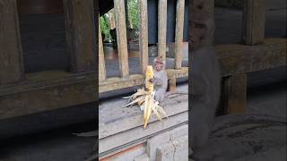 Aksi pencopetan makanan pada simonyet kecil  #monkeyforestubud