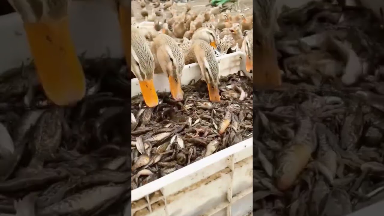 Feeding ducks with fish with high protein 