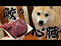 サメの心臓を食べる柴犬