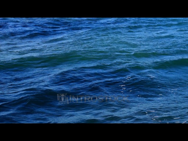 Extreme Close-up Of Blobfish In Water Stock Footage SBV-337161273