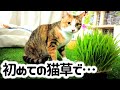猫草をサラダに。※閲覧注意のサービスショット解禁