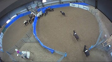 Big Sky Ranch Sorting Saddle Series #5 - #5 - Round #1 - Ride #44