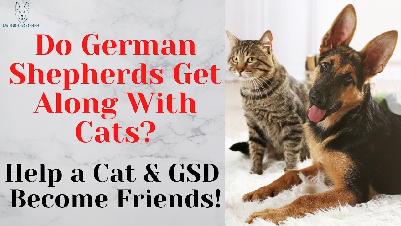 how do german shepherds get along with cats