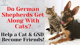 Do German Shepherds Get Along With Cats? Help a Cat & GSD Become Friends!