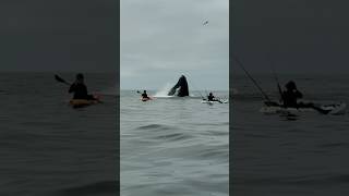 Some of my favorite whale encounters over the years 🐋