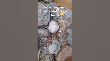 perfect #ammonite sat waiting to be found #fossil #beach #sea #geology #yorkshire #jurassic #shorts