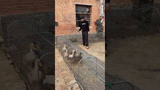 🐯THE POWER OF HENS FARM🐯