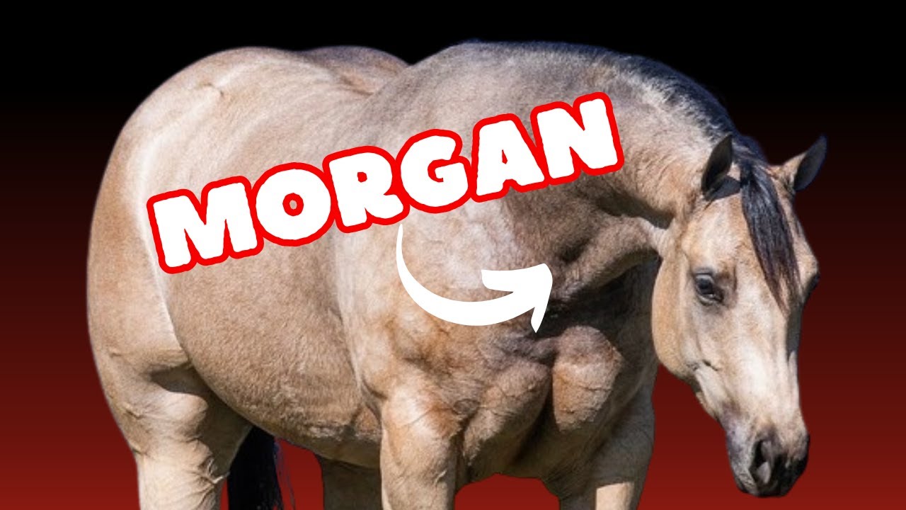 Caballo Cuarto De Milla De D nde Proviene YouTube caballo-cuarto-de-milla-de-d-nde-proviene-youtube