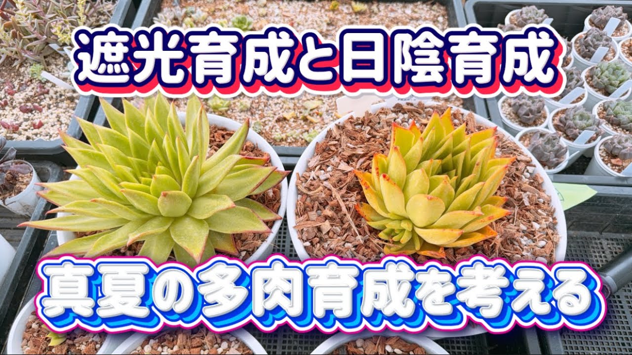 多肉植物全書 All about SUCCULENTS 多肉植物全書 All about SUCCULENTS | パワポン・スパナンタナー