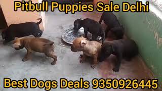 American Pitbull Puppies For Sale In Delhi