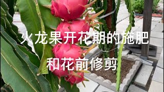 火龙果开花期的追肥和花前的修剪 北加州地区后院种植分享 Youtube
