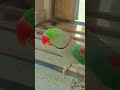 parrot video #breedingpair #parrotlover #parrotvideo #cutebird #talkingparot