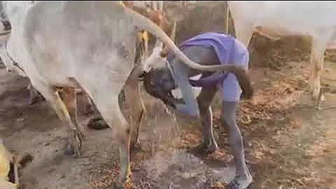 Drought Caused An African Man To Wash His Head And Face Using The Cow's Urine