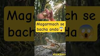 Magarmachh se bach gaya anda! 🐊😳 #shorts #shortsfeed #animals #trendingshorts #viralvideo