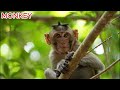 Learn Animal Sounds for Children 🎶🦁 | 30 Amazing Animals | Fun Kids Educational Video #18