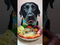WOW Satisfying Labrador Eating Sounds 🎧🐶 | Best Dog Food ASMR #dogs #puppy #dogfood #dogbreed
