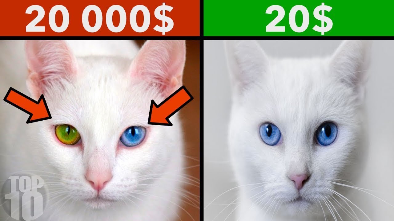 Most Expensive Pets In The World YouTube