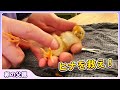 ヒヨコの救命作戦