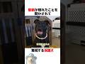 里親が決まった保護犬の反応