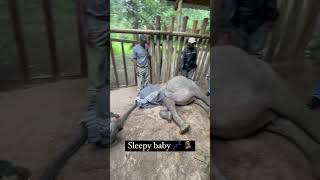Orphan Baby Elephant Relocation