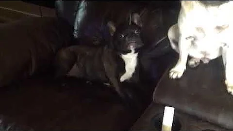 Naughty French bulldog throws a tantrum