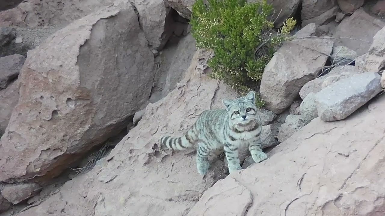 Puritama Conservation Reserve, a sanctuary for wildlife