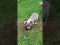 Adorable puppy dogging hole 2