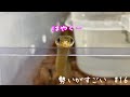 ヒバカリの餌やり#16〜ちょーだいアピールがすごい〜【蛇の捕食】♦️Japanese keelback feeding #16
