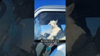 Dramatic sheep 🐑 #funny #foryou #farmanimalct #sheep #cuteanimals #fyp #dramatic