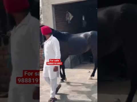 Filly for sale