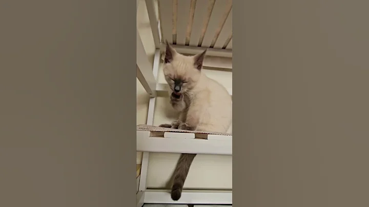 Watch the video about Siamese kitten kai obsessed with this one food