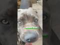 #laila #pets #preguiça tem cachorro que cuida de casa pena que não é o meu caso