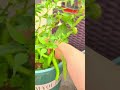 harvesting fresh green chili from pot directly