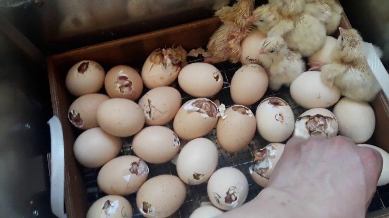 Инкубация яиц бройлеров, личный опыт