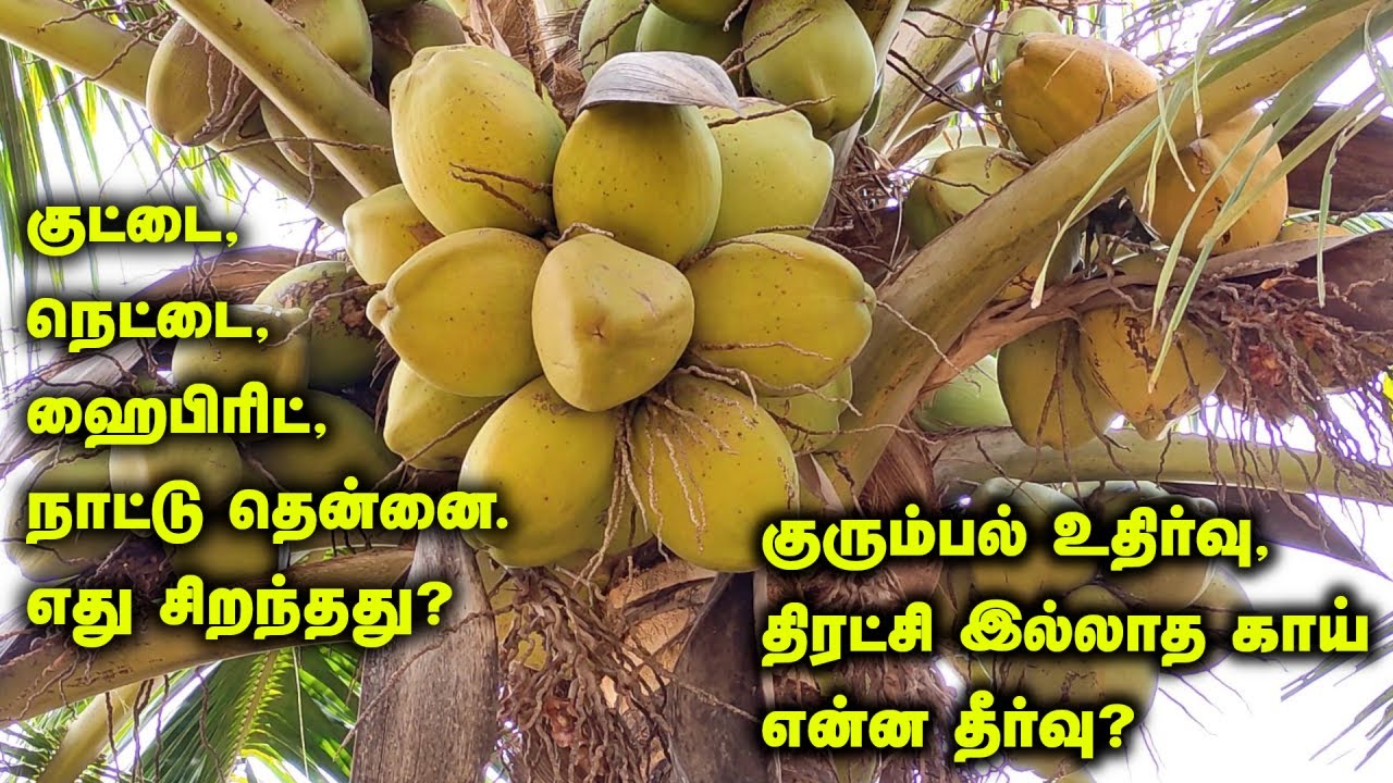 தென்னை வளர்ப்பு | தென்னை மரம் வளர்ப்பு, பராமரிப்பு பற்றி ஒரு முழுமையான புரிதல், இந்த வீடியோவில்