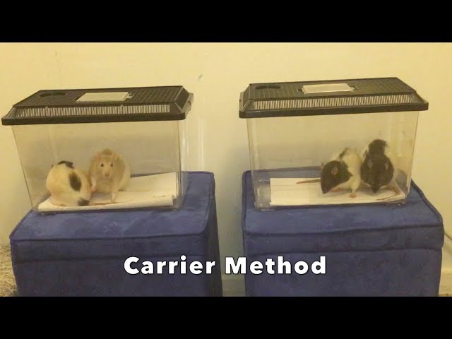 How to Use the Carrier Method to Introduce Strange Rats