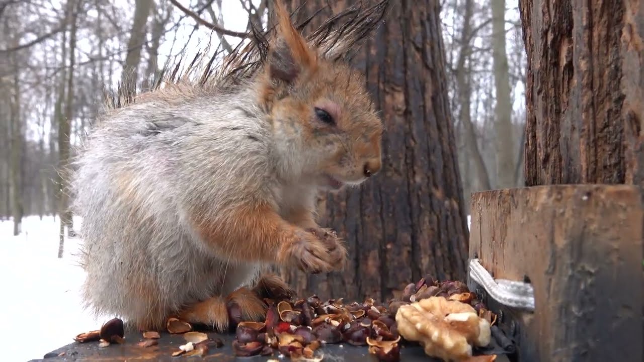 Несчастная голодная белка / Poor hungry squirrel