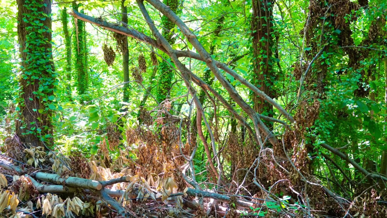 Mines d’argent Vialas France 2020