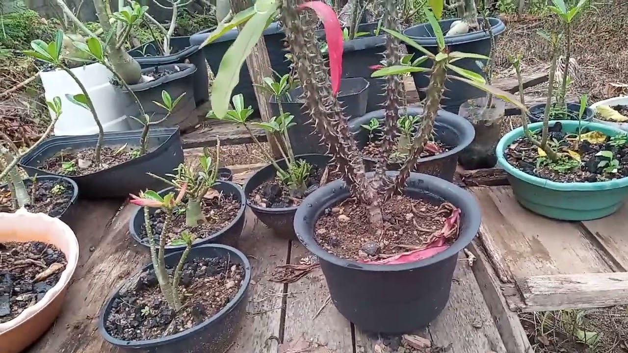 Rosas do deserto e um pé d'água 😍#flores #creator #caminhoparaumavidamelhor 