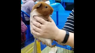 Выставка грызунов Усатые Звезды