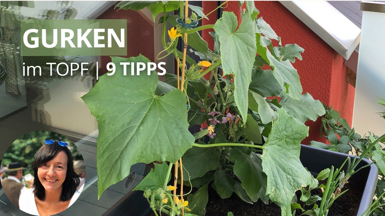 Gurken im Topf/Balkon Hochbeet anbauen - die wichtigsten Tipps von der  Aussaat bis zur Ernte - YouTube