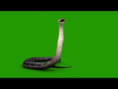 green screen snake video #shorts #greenscreen     ...green screen snake video #shorts #greenscreen
